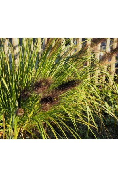 Пенисетум `Блэк Бьюти`